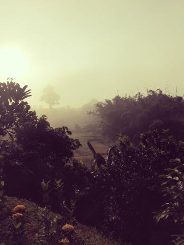 a foggy field with trees and a bird in the bushes at Dreamhome Chiangdao in Chiang Dao