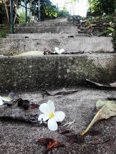 two white flowers are sitting on the steps at Dreamhome Chiangdao in Chiang Dao