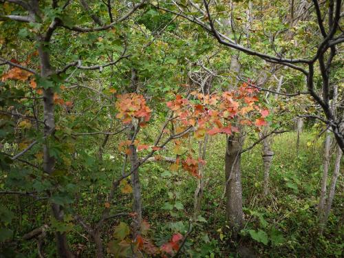 a group of trees with red leaves in a forest at SHIRETOKO Kokun Kekun in Shari
