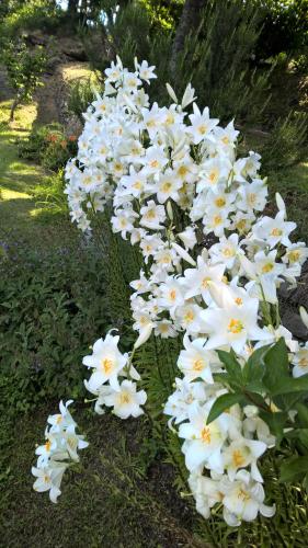 Piazza al SerchioにあるLa casa del girasoleのギャラリーの写真