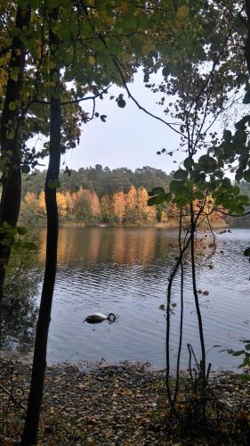 a duck swimming in a lake with trees at 3-Pokojowy Apartament Villa Park - Top Location in Olsztyn