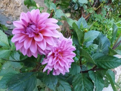 a couple of pink flowers on a plant at Casa Rural Molí de Fòrnols in Fornols