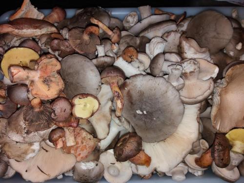 a pile of different types of mushrooms at Casa Rural Molí de Fòrnols in Fornols