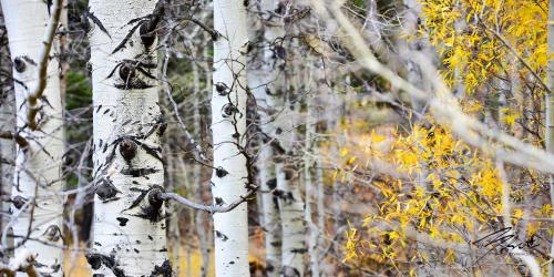 a group of white birch trees in a forest at Fireside Lodge in South Lake Tahoe
