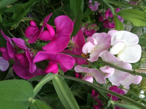 a group of purple and white flowers with a bee at i-Motel in Obertshausen