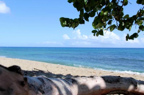 una rama de árbol en una playa con el océano en Villas Vargas en Sosúa