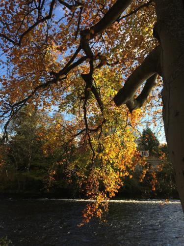 a tree with yellow leaves next to a body of water at The Wee Lodge in Inverness