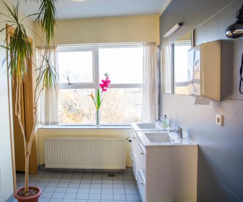 a kitchen with a sink and a window with a plant at Guesthouse Hvammur in Höfn