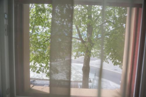 a window with a view of a tree at Customs House Hotel in Hobart