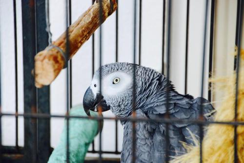 ホテルの敷地内または近くにいる動物