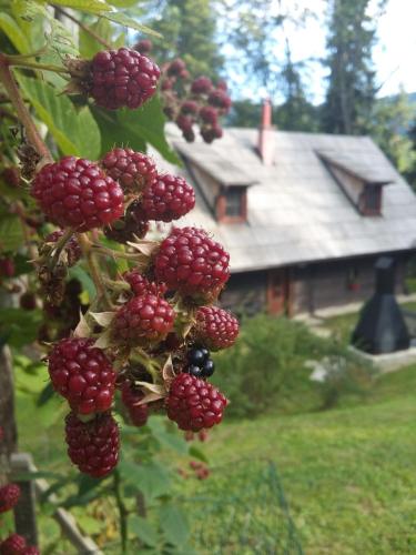 a bunch of red berries on a tree with a house at Počitniška hiša Koča Dobnik in Lovrenc na Pohorju