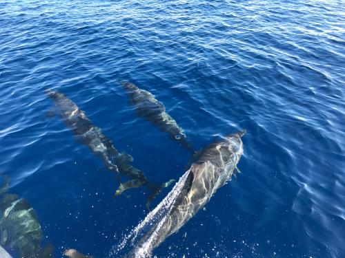 a group of dolphins swimming in the water at Island Home Inn in Ukulhas