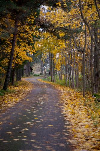a road with trees and leaves on it at Adami Country Guesthouse in Vainupea