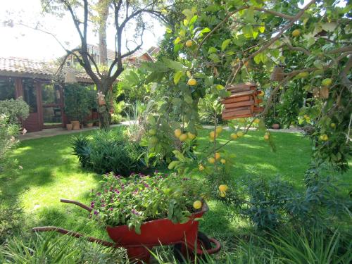 a garden with an orange tree and a red pot at Hotel Happy Caretta in Dalyan