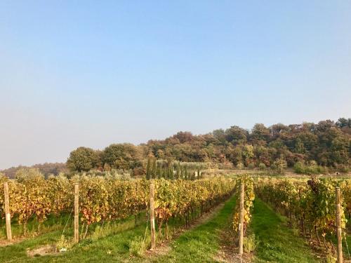 a field of vines with trees in the background at Agriturismo Sambuco in Pastrengo
