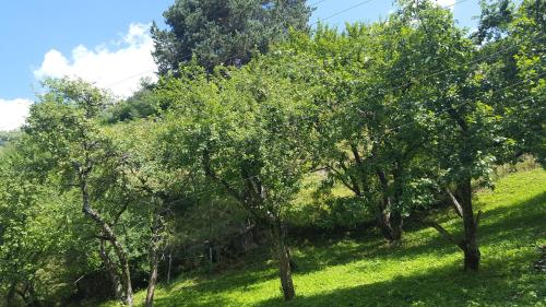 a group of trees on a grassy hill at Raul Lushnu Darbaz in Mestia
