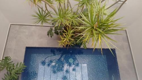a bunch of potted plants on top of a television at Hotel 5 de Mayo in Puebla