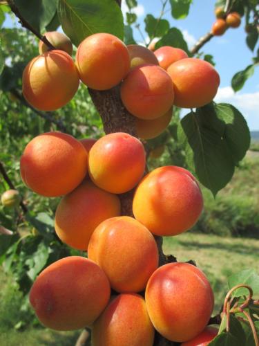 a bunch of oranges growing on a tree at GästeHaus Rudolf u. Sandra DENK in Wösendorf
