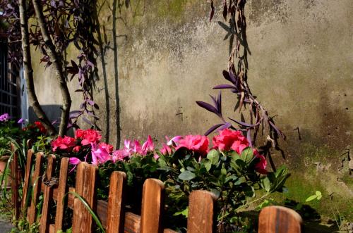 a bunch of pink flowers behind a wooden fence at Peace Inn The Leshan Giant Buddha Branch in Leshan
