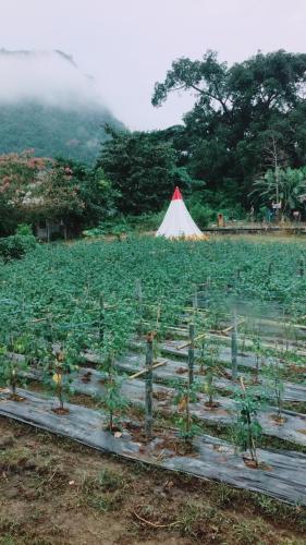 a field of plants with a tent in the background at Chiang Dao Story Camp in Chiang Dao