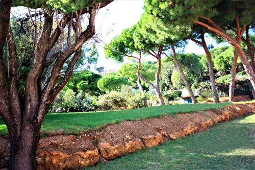 a row of trees in a park with green grass at Albatros in Capoliveri