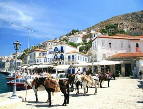 a group of horses standing on a pier near the water at Andrea Pension in Hydra