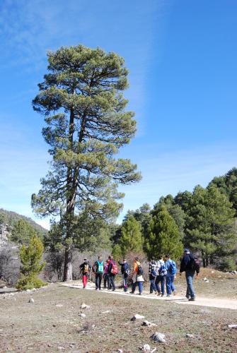 a group of people walking down a path near a tree at Albergue Inturjoven Cazorla in Cazorla