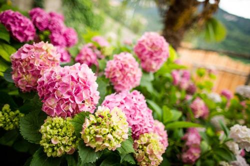 a bunch of pink flowers in a garden at B&B Pizzeria Zur Traube in Montagna