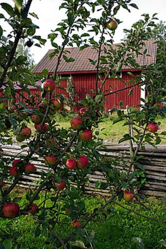 an apple tree in front of a red barn at Smultronboda Fårgård in Edsbruk