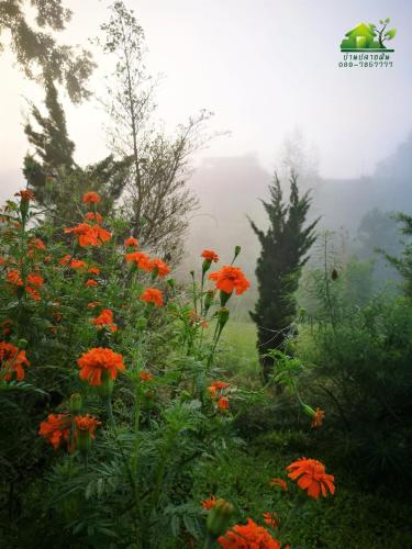 a field with orange flowers and trees in the fog at บ้านปลายฝัน Baanplaifun in Ban Huai Phai