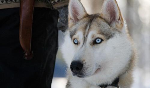 ロヴァニエミにあるTerra Ultimaの青い目のハスキー犬がカメラを見つめている