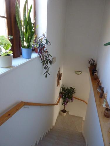 a staircase with potted plants on a window sill at Pension Borůvka in Špindlerův Mlýn