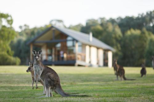 a group of kangaroos in a field with a house at Yering Gorge Cottages in Yering