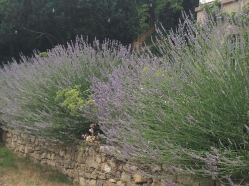 a stone wall with lavender plants at Traumparadies in Bad Sulza
