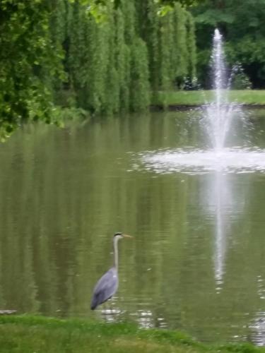 a bird swimming in a pond with a fountain at Traumparadies in Bad Sulza