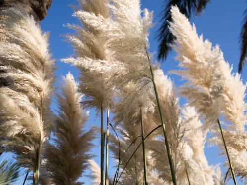 a group of pampas grass against a blue sky at Agriturismo Il Granaio Hotel & SPA in Modica