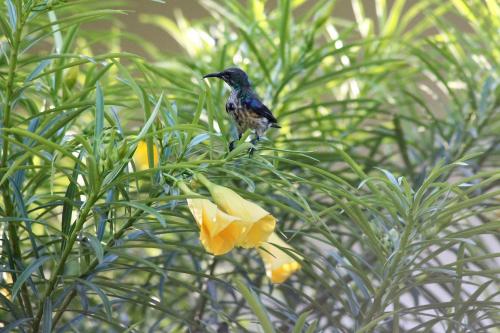 Gallery image of Botanica Eco Lodge in Michamvi