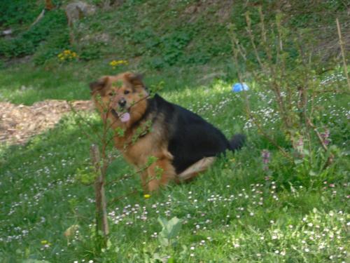 a brown and black dog laying in the grass at Landgasthaus Gemsennest in Feldberg