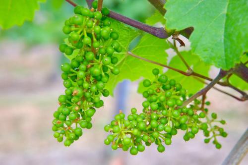 a bunch of green grapes hanging from a tree at Weingut Bastian in Brauneberg