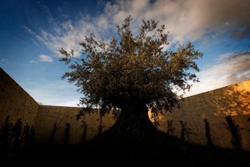 a tree sitting in front of a wall at Foro Appio Mansio Hotel in Latina