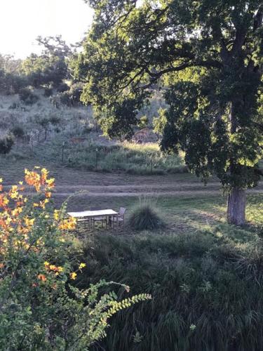 a picnic table in a field with a tree at City on a Hill at Spring Creek in Fredericksburg