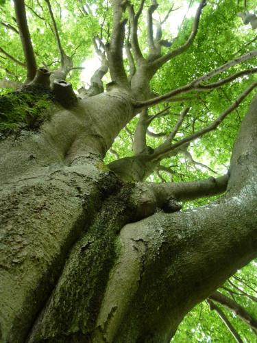 a large tree with many branches and leaves at Ferienwohnungen Finke in Frankenau