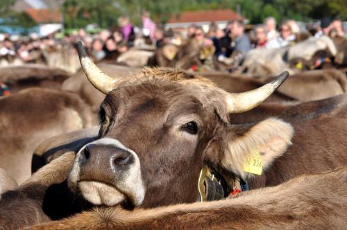 a group of cows standing in a crowd of people at beim Vogt - Oberjoch in Oberjoch