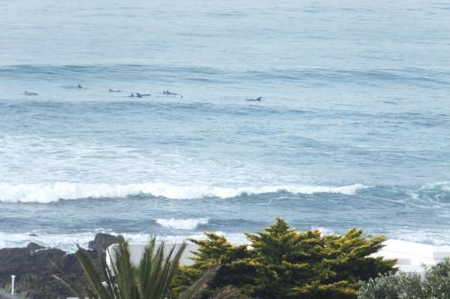 un grupo de delfines nadando en el océano en Ocean Tides, en Kini Bay