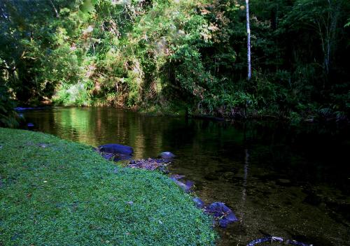 a river with rocks in the middle of a forest at Refúgio Ecológico Amadamata in Nova Friburgo