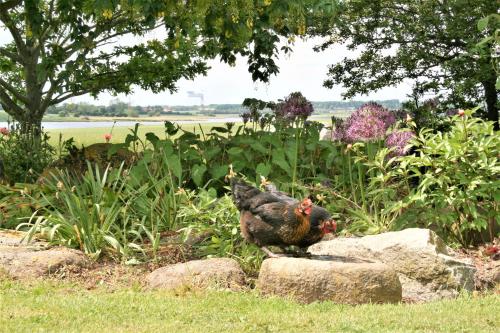 a chicken standing on some rocks in a garden at Rødkærgård Bed & Breakfast in Kerteminde