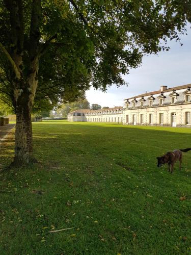 a dog standing in a field next to a tree at Hôtel Inn Design - Restaurant L'Escale in Rochefort