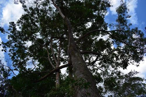 a tall tree with its branches at Monte La MaMa Ecolodge in Viotá