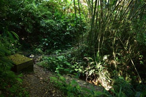 a trail in the middle of a forest with a bench at Monte La MaMa Ecolodge in Viotá