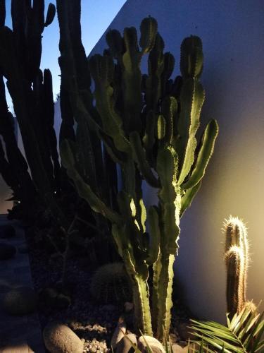Gambar di galeri bagi Casa Euphorbia di Las Negras